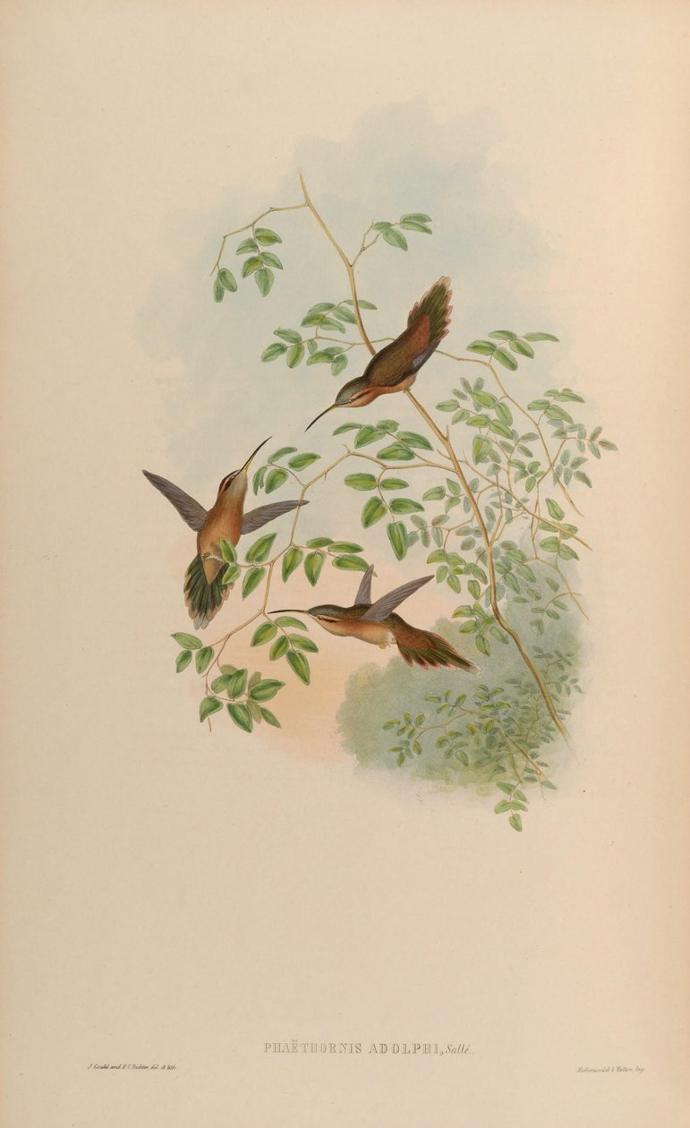 Phaethornis adolphi = Phaethornis strigigularis av John Gould