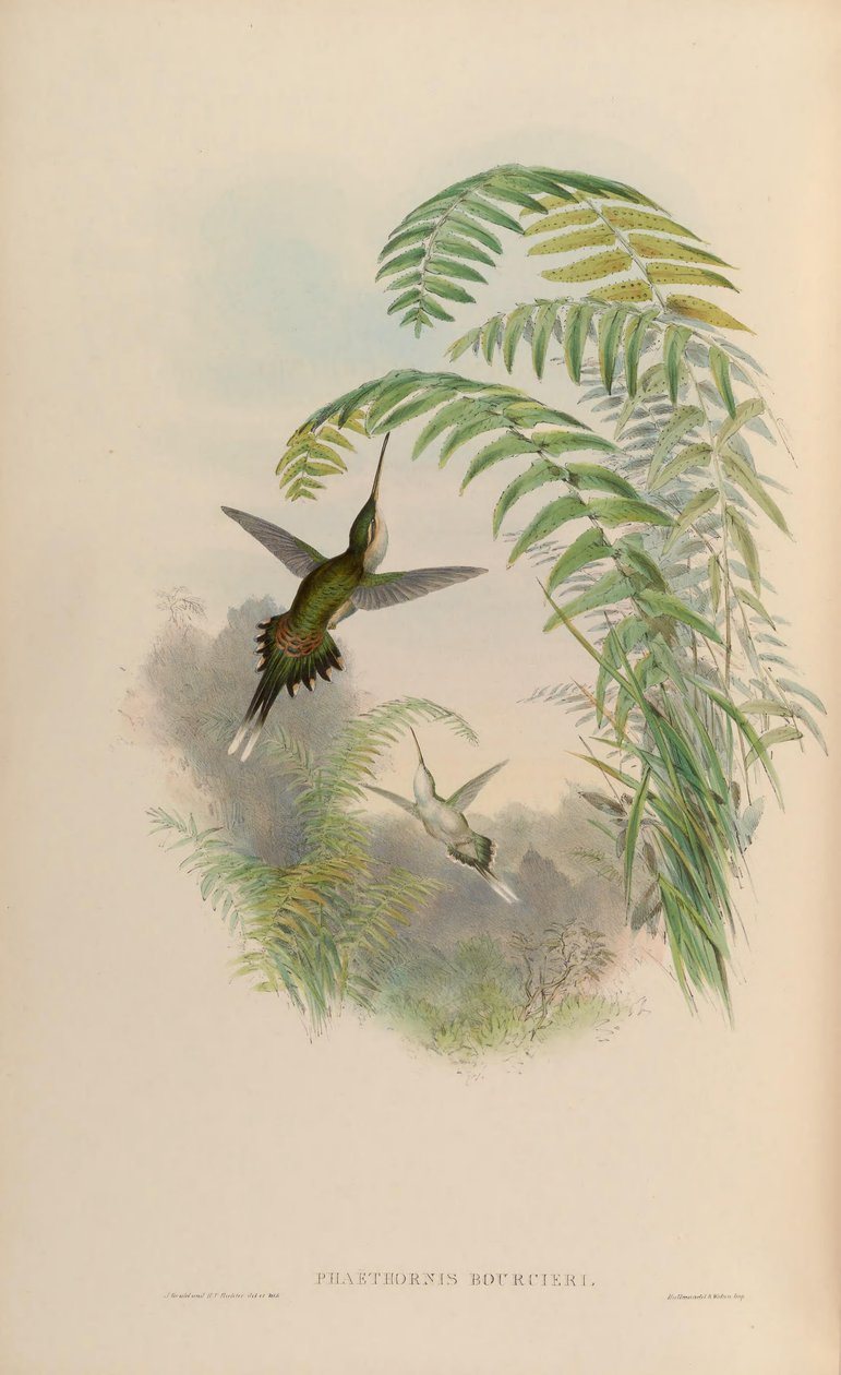 Phaethornis bourcieri av John Gould