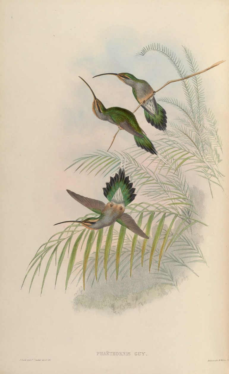 Phaethornis fyr av John Gould
