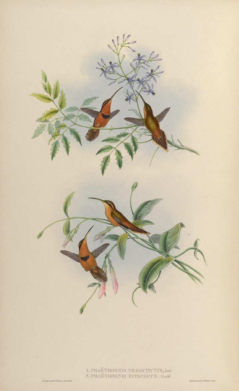 Phaethornis nigricinctus = Phaethornis ruber nigricinctus av John Gould