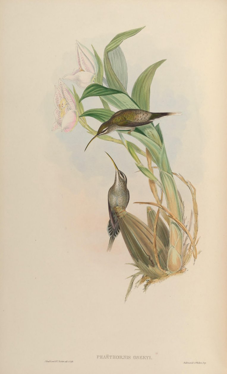 Phaethornis oseryi = Phaethornis hispidus av John Gould