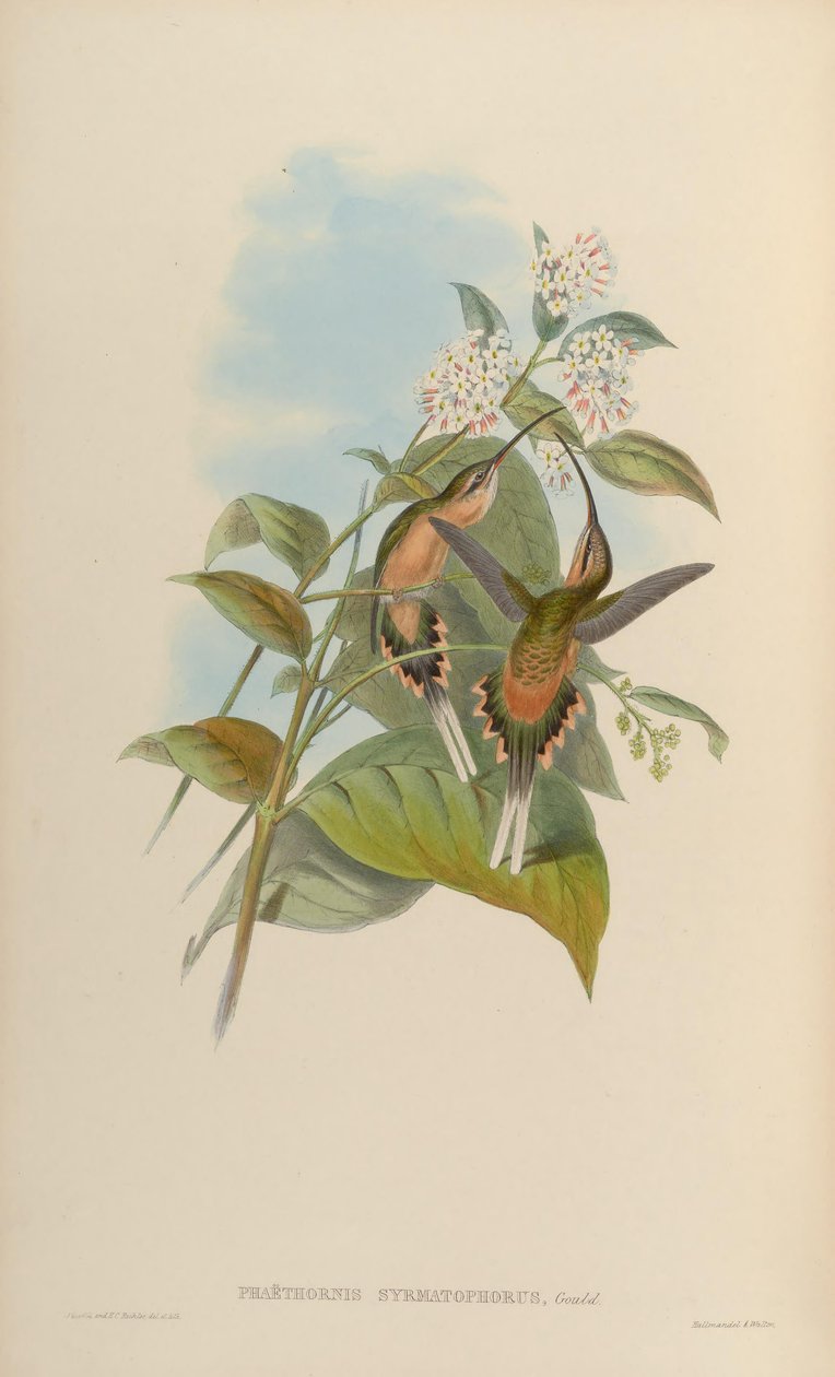 Phaethorn trådbærer av John Gould