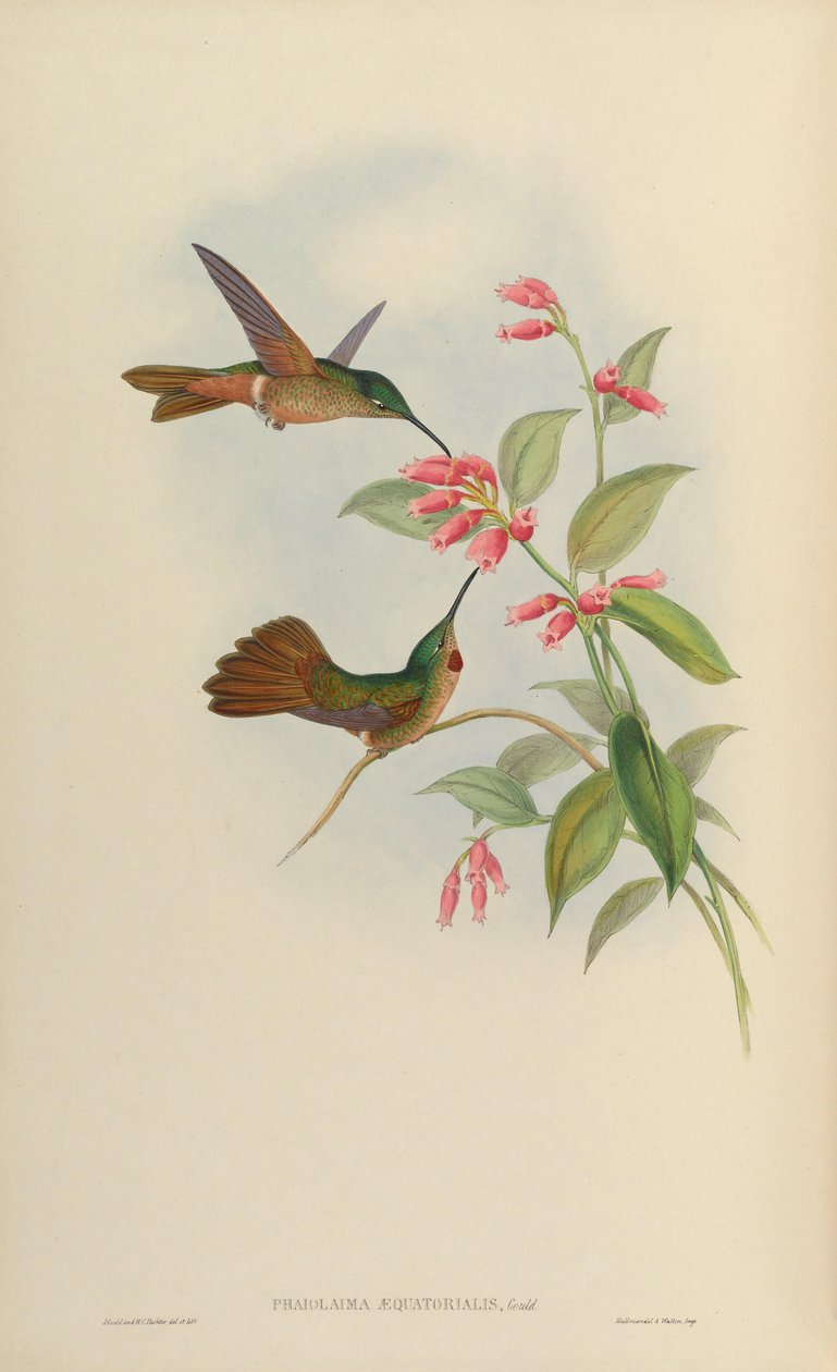 Phaiolaema concolor = Heliodoxa rubinoides lik av John Gould