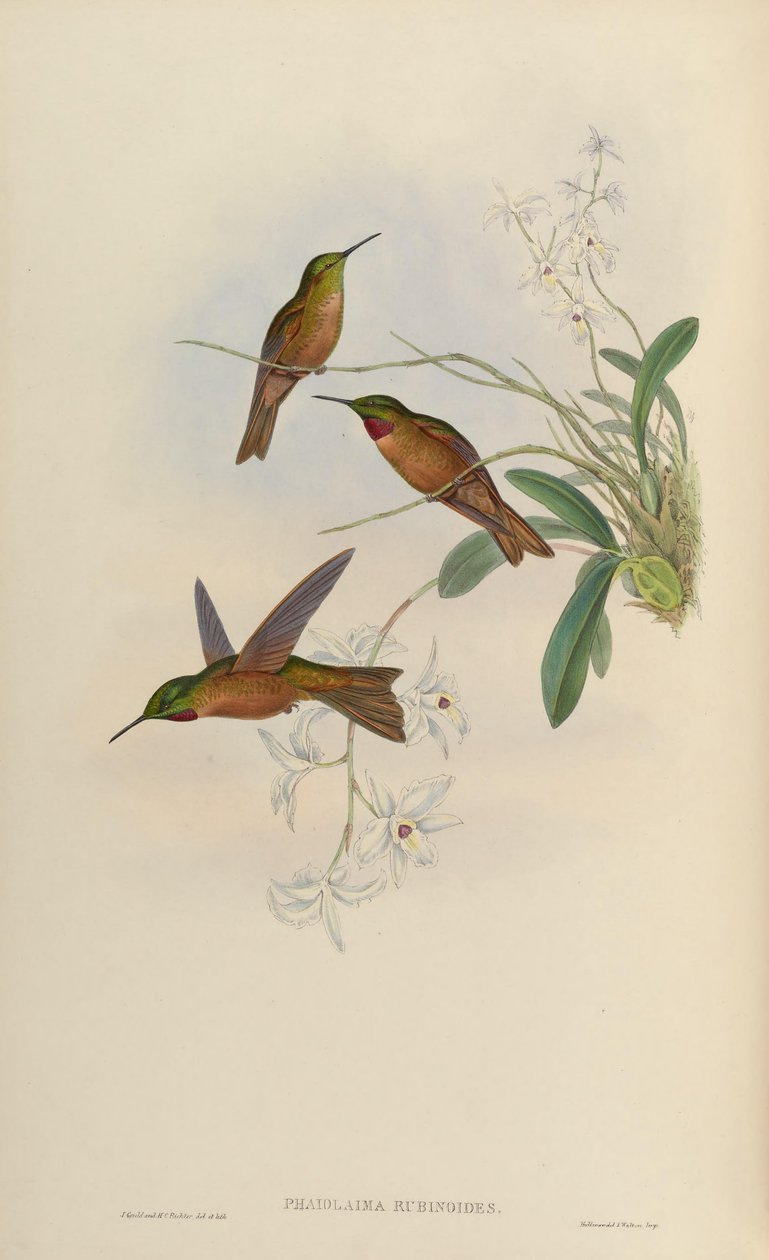 Phaiolaema rubinoides = Heliodoxa rubinoides av John Gould