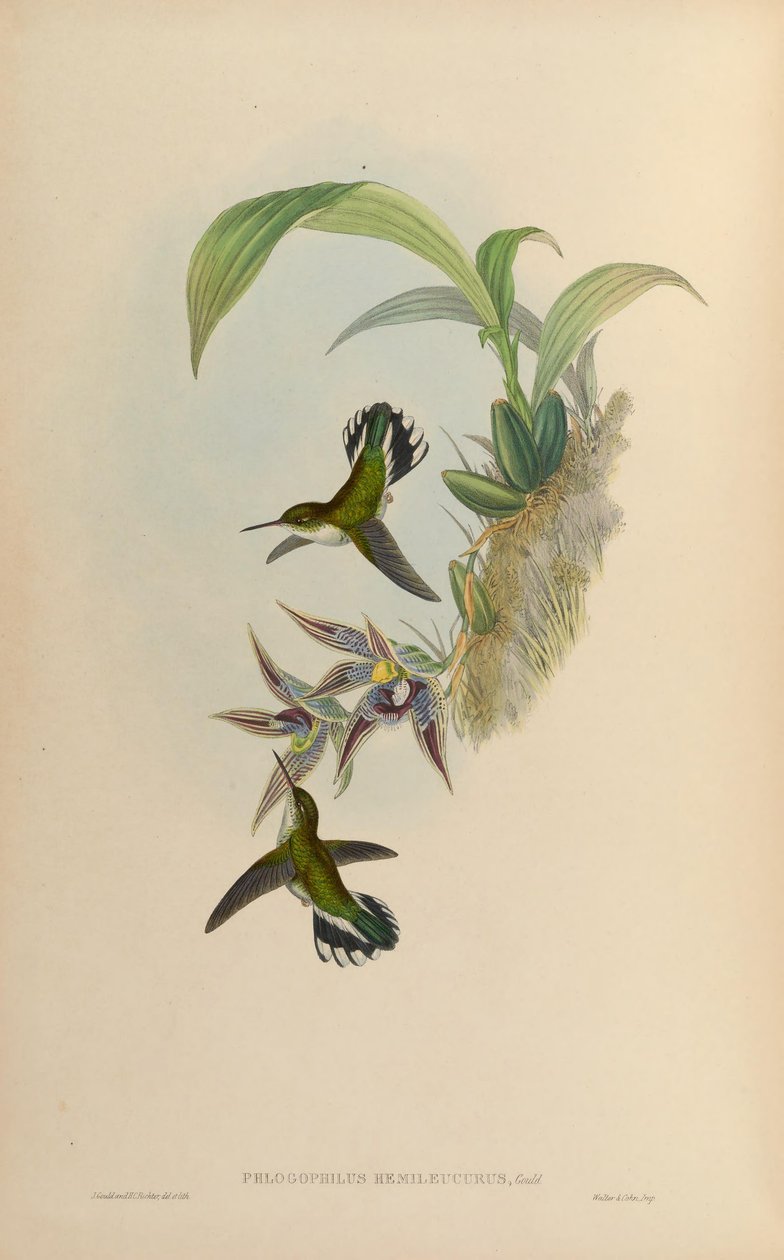 Phlogophilus hemileucurus på Paphinia cristata (orkide) av John Gould