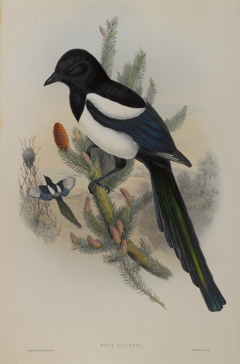 Pica Caudata - Magpie av John Gould