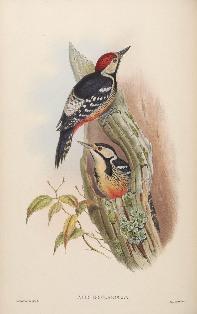 Picus insularis Gould, 1863 = Dendrocopos leucotos insularis. Taiwan av John Gould