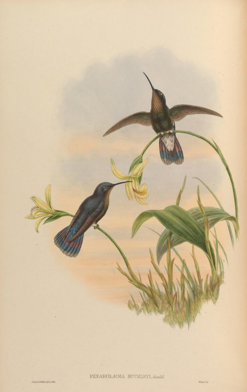 Pinarolaema buckleyi = Colibri blinker av John Gould