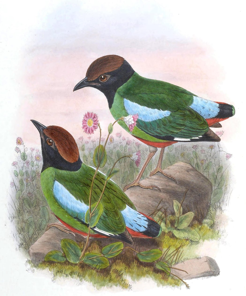 Pitta cucullata = Pitta sordida cucullata av John Gould