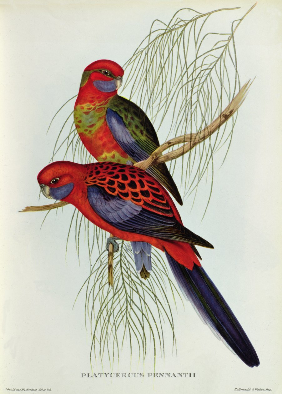 Platycercus Pennantii av John Gould