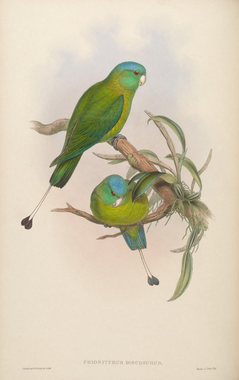 Prioniurus discurus av John Gould