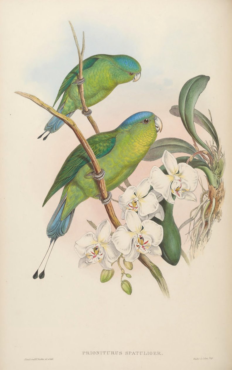 Prioniurus spatuliger = Prioniurus discurus av John Gould