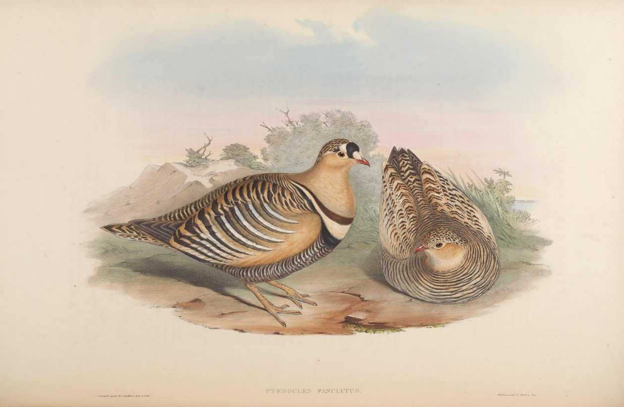 Pterocles fasciatus = Pterocles indicus av John Gould