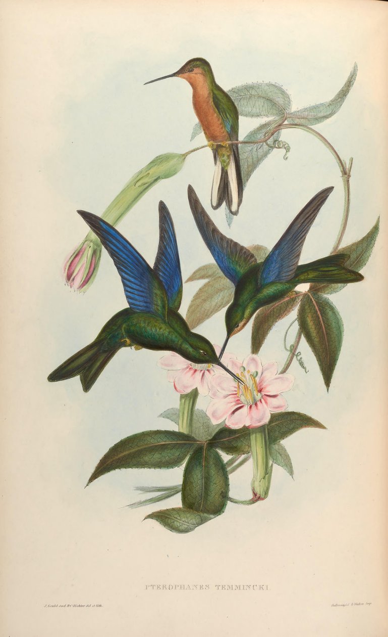 Pterophanes temmincki = Pterophanes cyanopterus av John Gould