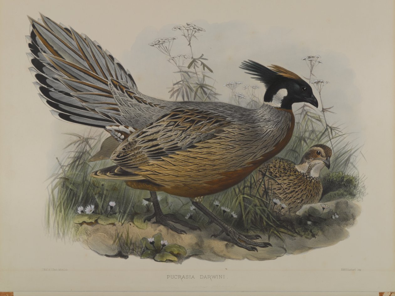 Pucrasia Darwin av John Gould