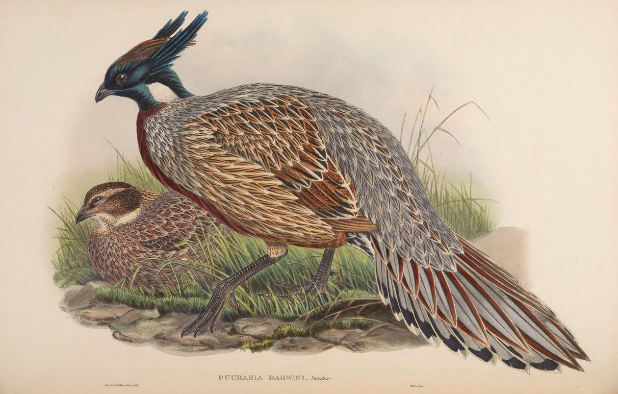 Pucrasia darwini = Pucrasia macrolopha darwini av John Gould