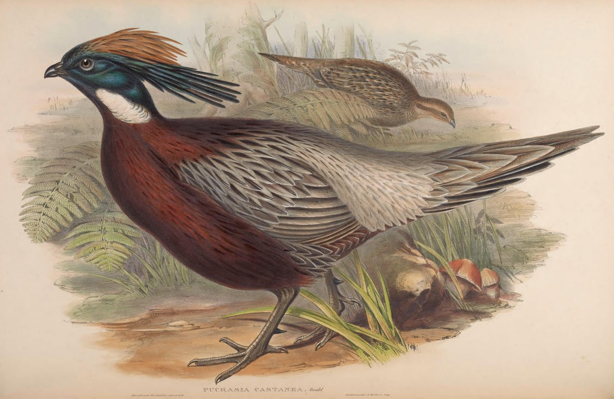 Pucrasia macrolopha av John Gould