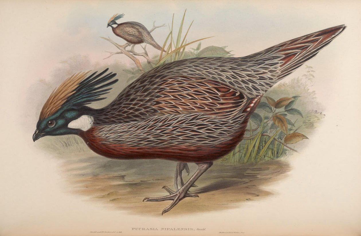 Pucrasia nipalensis = Pucrasia macrolopha nipalensis av John Gould