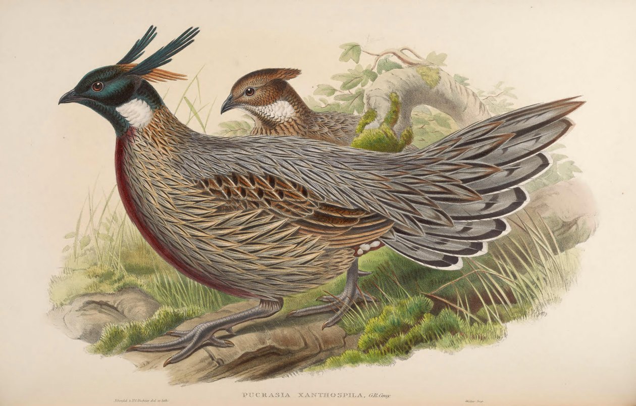 Pucrasia xanthospila = Pucrasia macrolopha xanthospila av John Gould