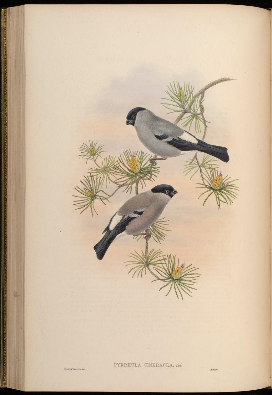 Pyrrhula cineracea = Pyrrhula pyrrhula cineracea av John Gould