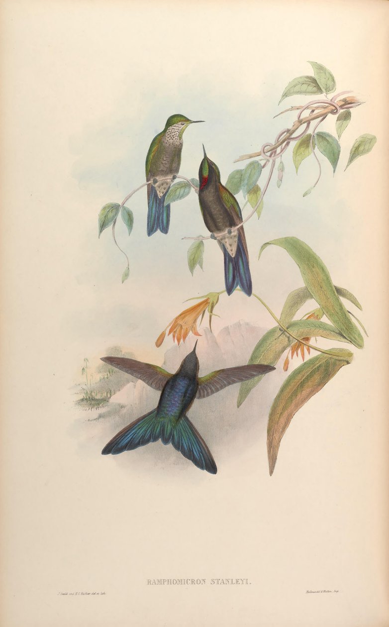 Ramphomicron stanleyi = Chalcostigma stanleyi av John Gould