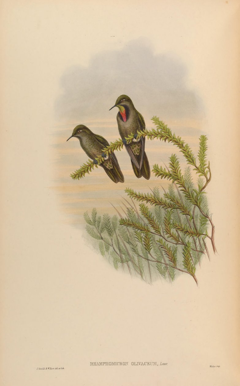 Rhamphomicron olivaceum = Chalcostigma olivaceum av John Gould