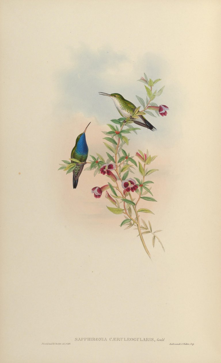 Sapphironia caeruleogularis = Lepidopyga caeruleogularis av John Gould