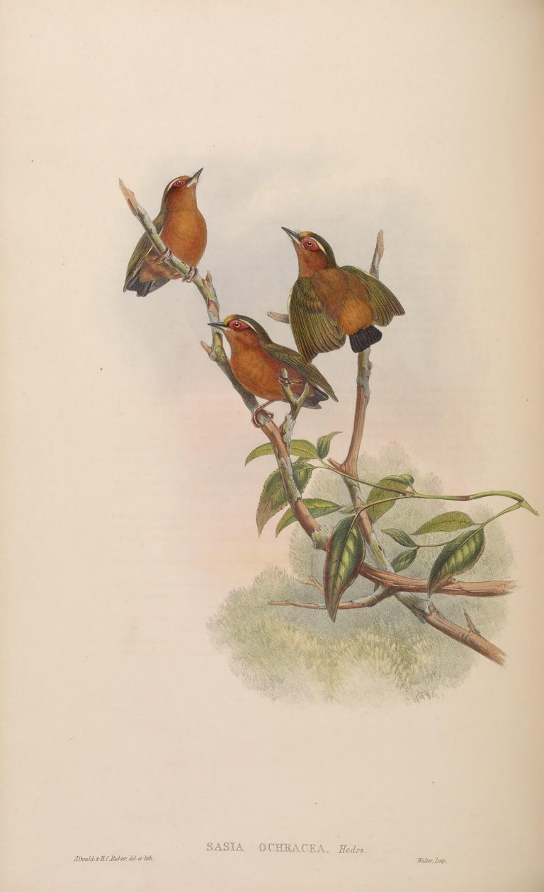 Sasia ochracea av John Gould