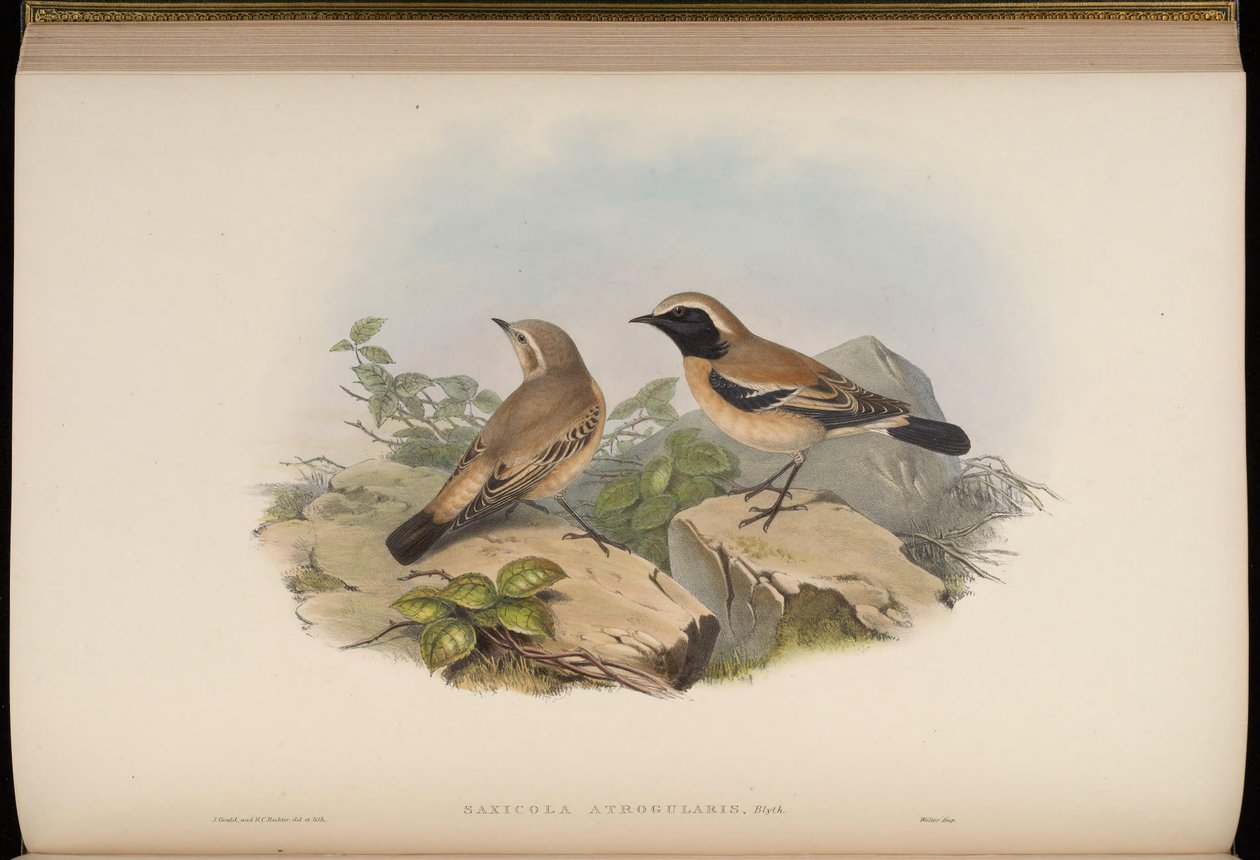 Saxicola atrogularis = Oenanthe deserti av John Gould