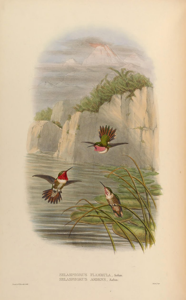 Selasphorus ardens hann, hunn Selasphorus flammula hann av John Gould