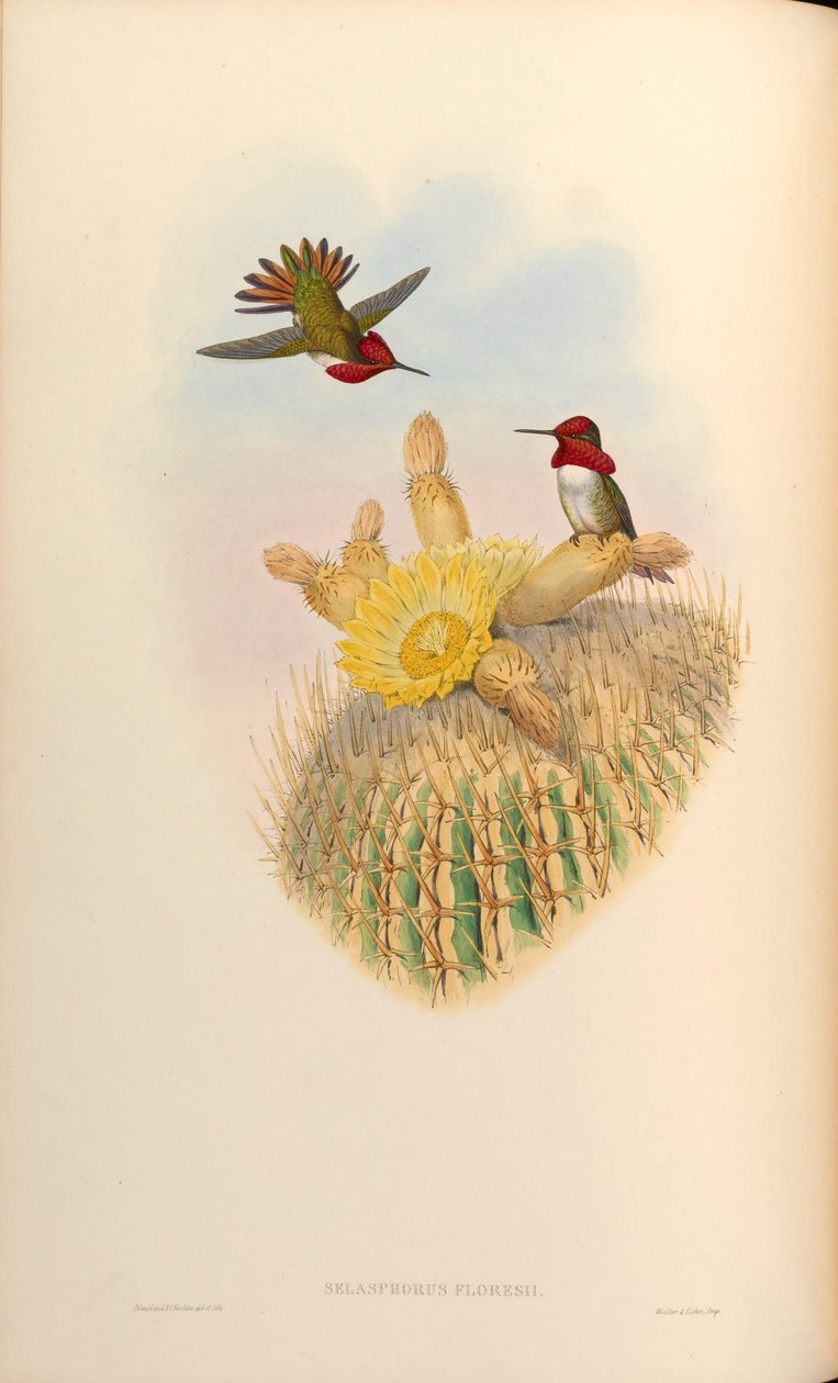Selasphorus floresii = Selasphorus sasin x Selasphorus anna av John Gould