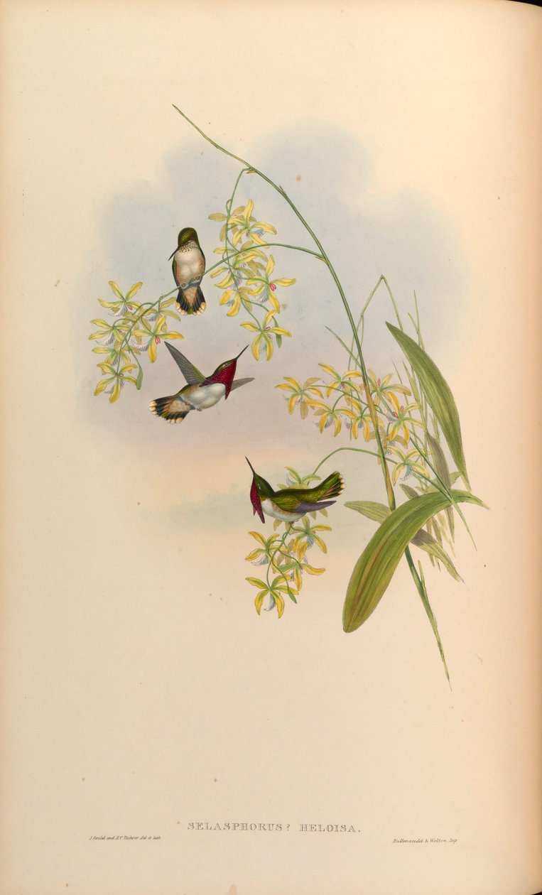 Selasphorus heloisa = Atthis heloisae av John Gould