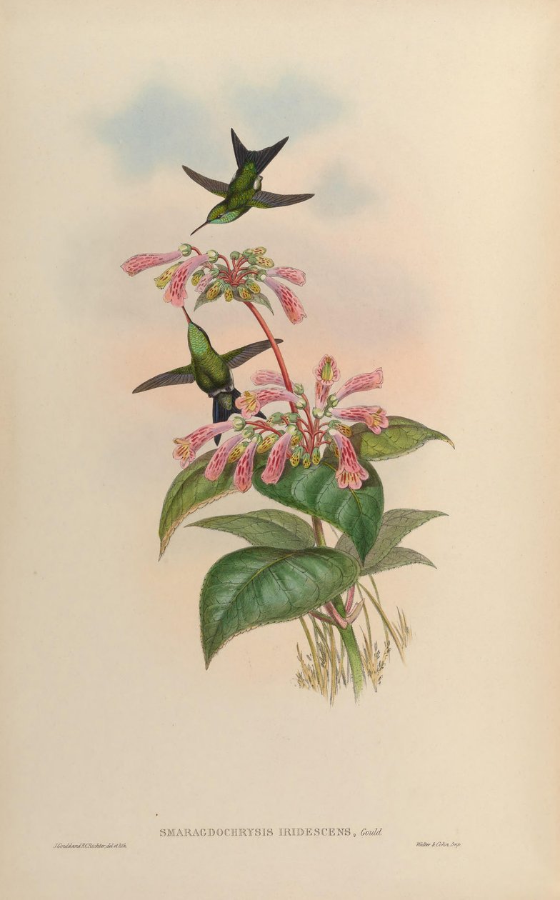Smaragdochrysis iridescens = Chlorostilbon aureoventris X Calliphlox amethystina av John Gould