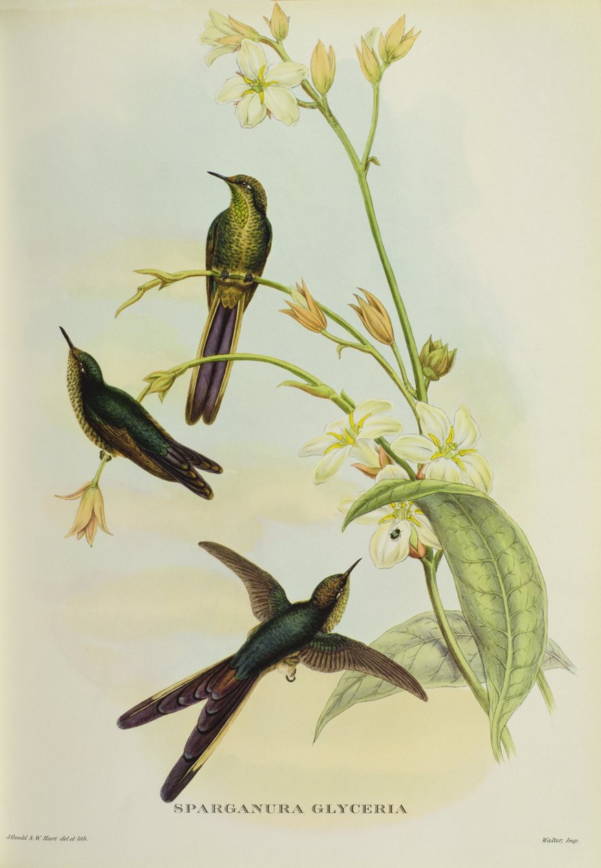 Sparganura Glyceria, fra "Tropical Birds" av John Gould