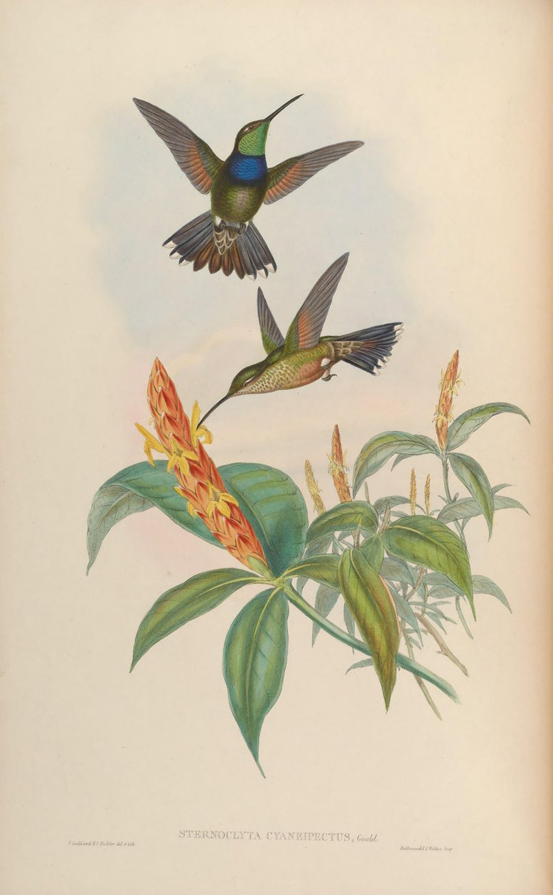 Sternoclyta cyanopectus av John Gould