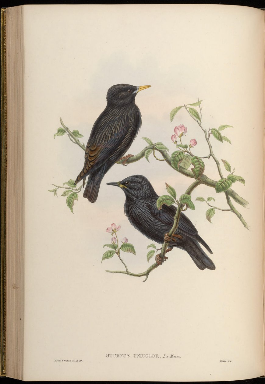 Sturnus unicolor av John Gould