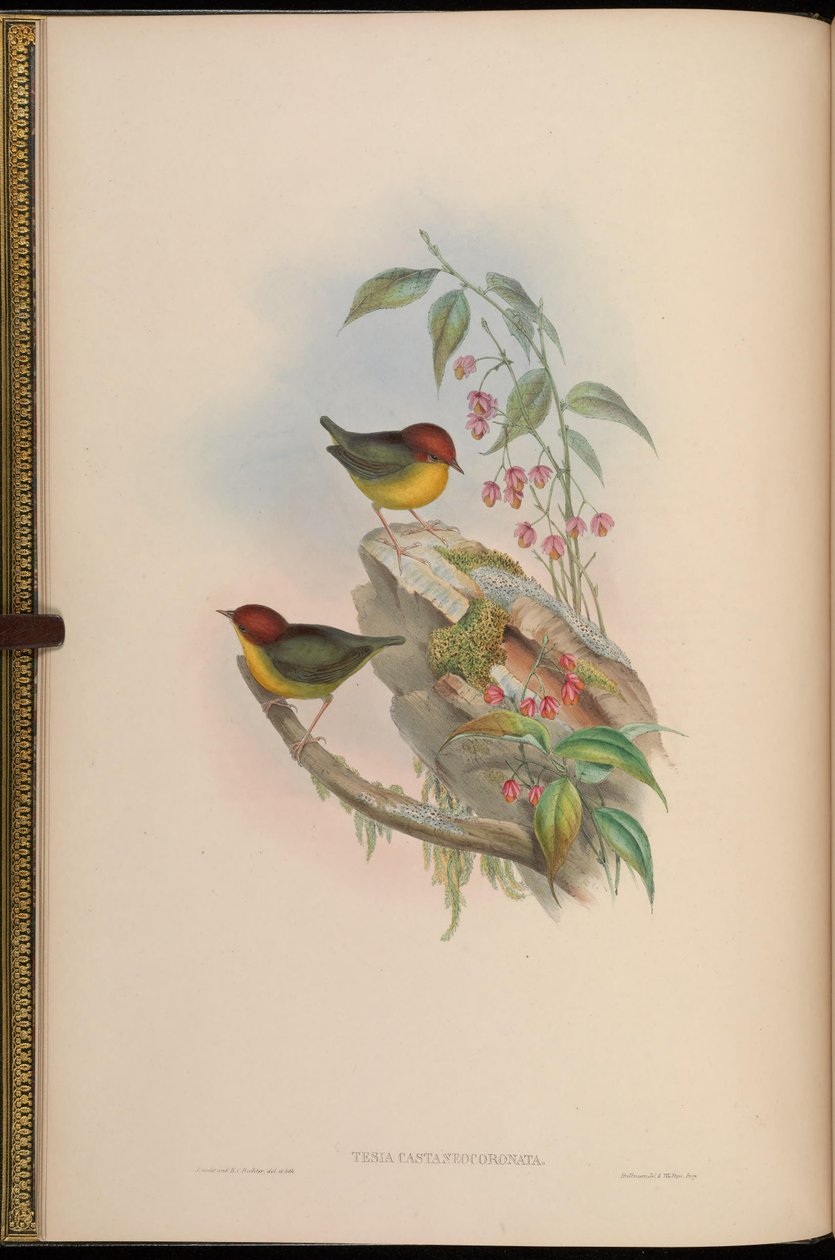 Avhandling castaneocoronata = Cettia castaneocoronata av John Gould