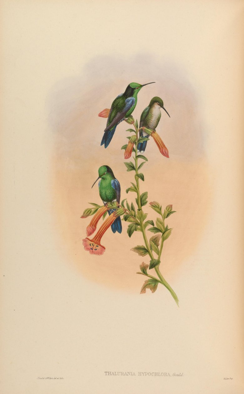 Thalurania hypochlora = Thalurania fannyi hypochlora av John Gould