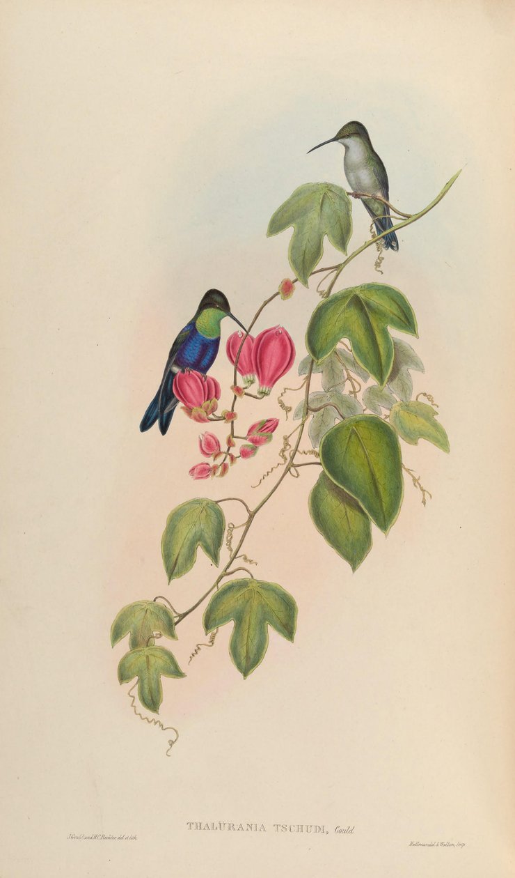 Thalurania tschudii = Thalurania furcata nigrofasciata av John Gould