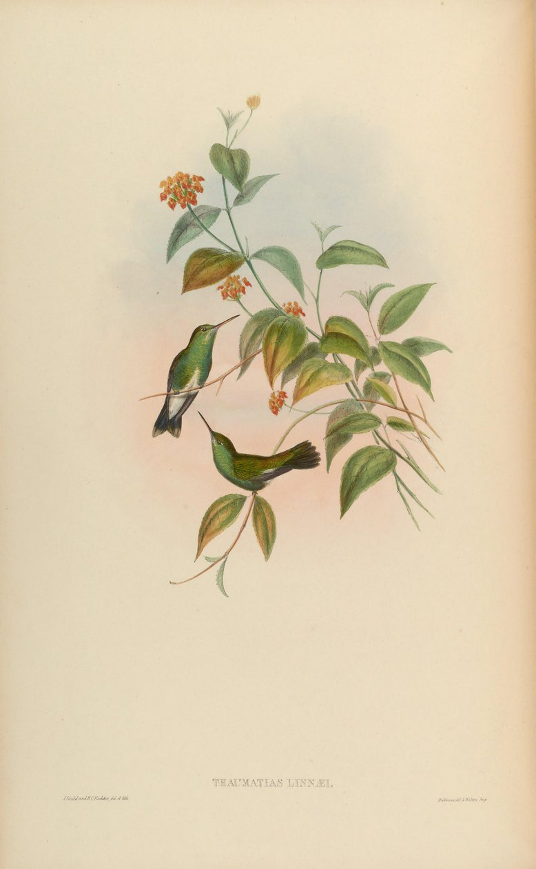 Thaumatias linnaei = Amazillia fimbriata fimbriata av John Gould