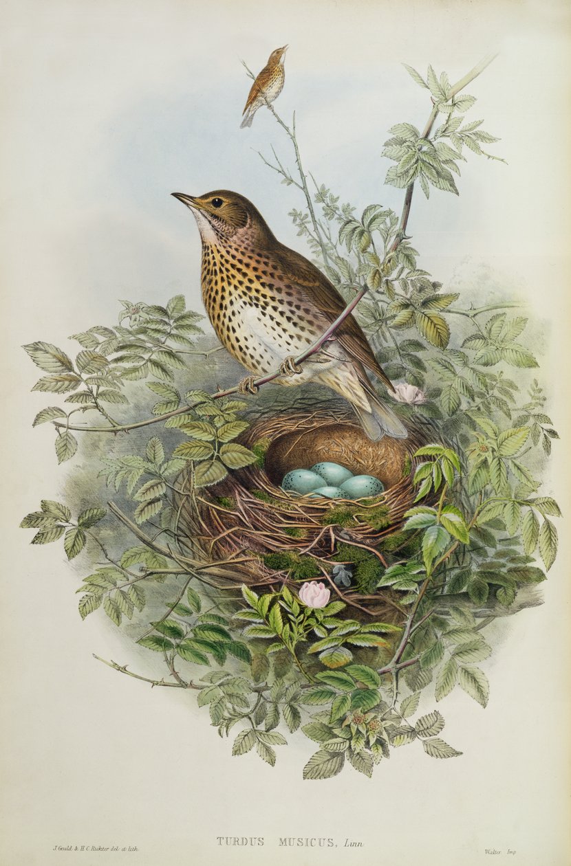 Trost, 1873 (wc, blyant på papir) av John Gould