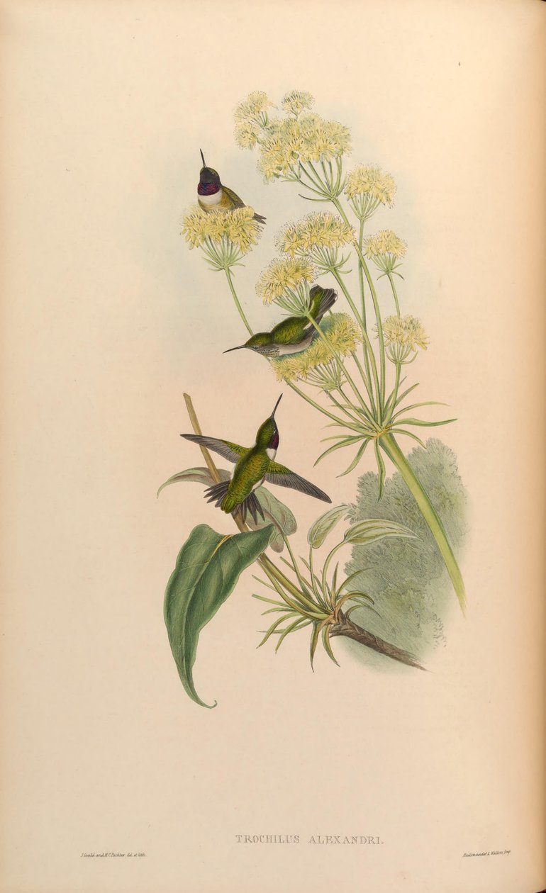 Trochilus alexandri = Archilochus av Alexander av John Gould
