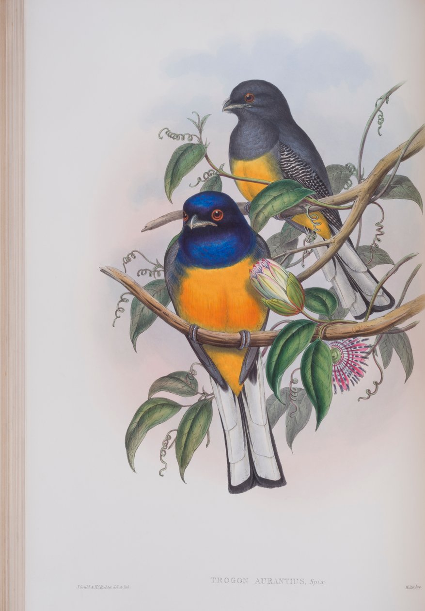 Trogon Aurantius, plate fra The Birds of Great Britain av John Gould, utgitt 1862-73 (håndfarget lito) av John Gould