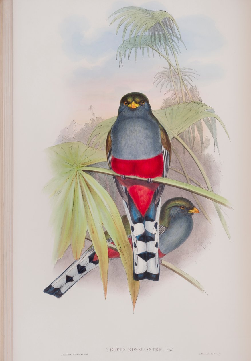 Trogon Roseigaster, plate fra The Birds of Great Britain av John Gould, utgitt 1862-73 (håndfarget lito) av John Gould