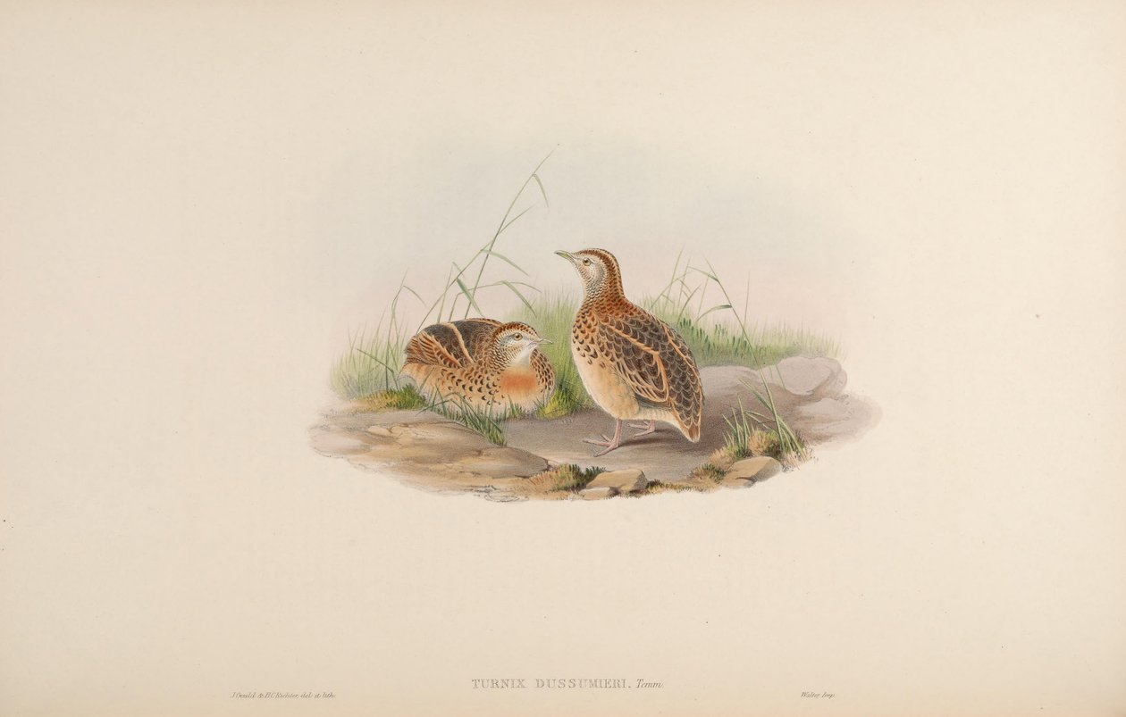 Turnix dussumieri = Turnix sylvaticus dussumier [2] av John Gould