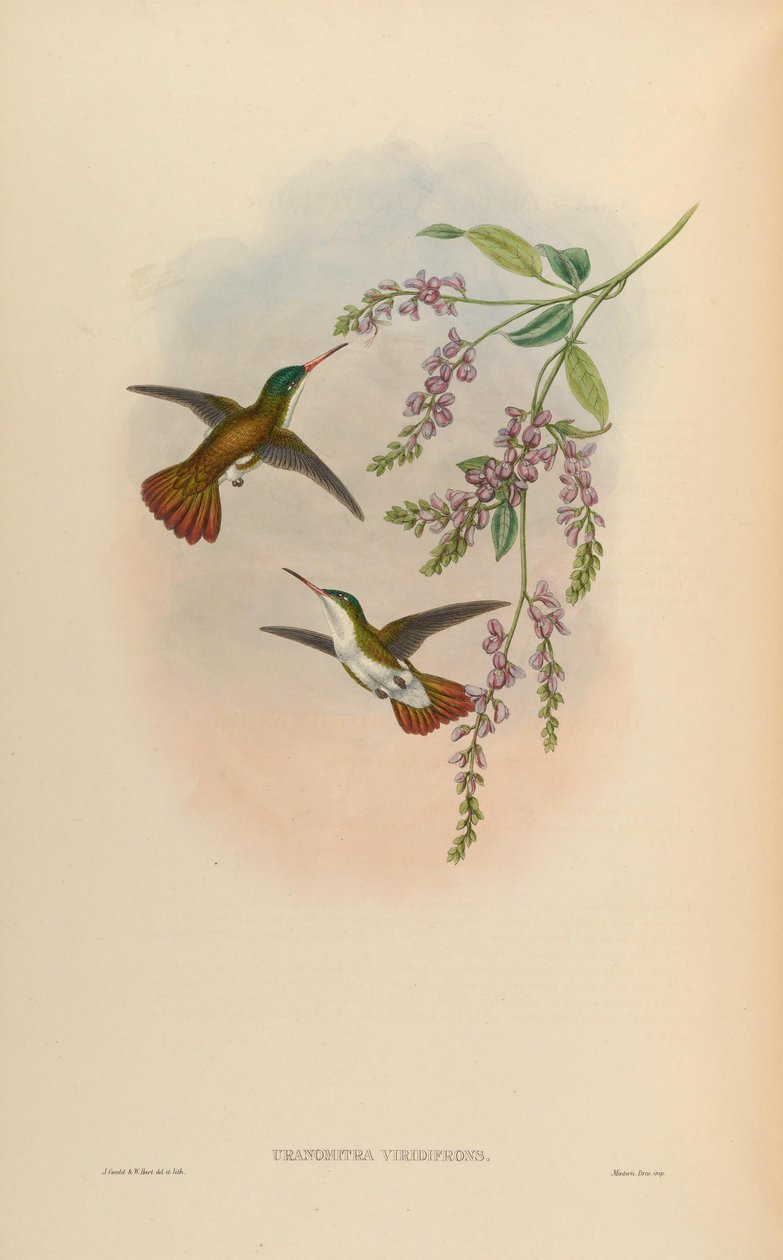 Uranomitra viridisfrons = Amazilia viridifrons av John Gould