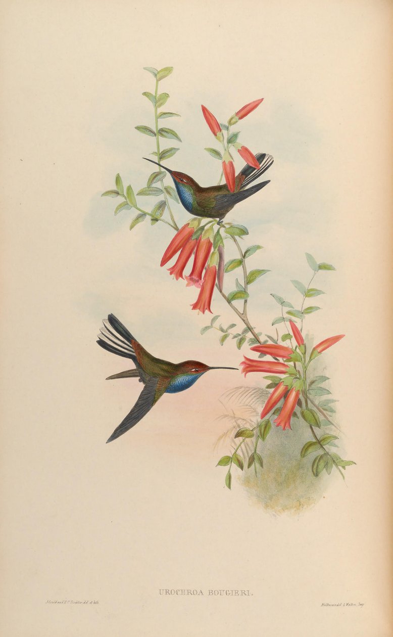 Urochroa bougueri av John Gould