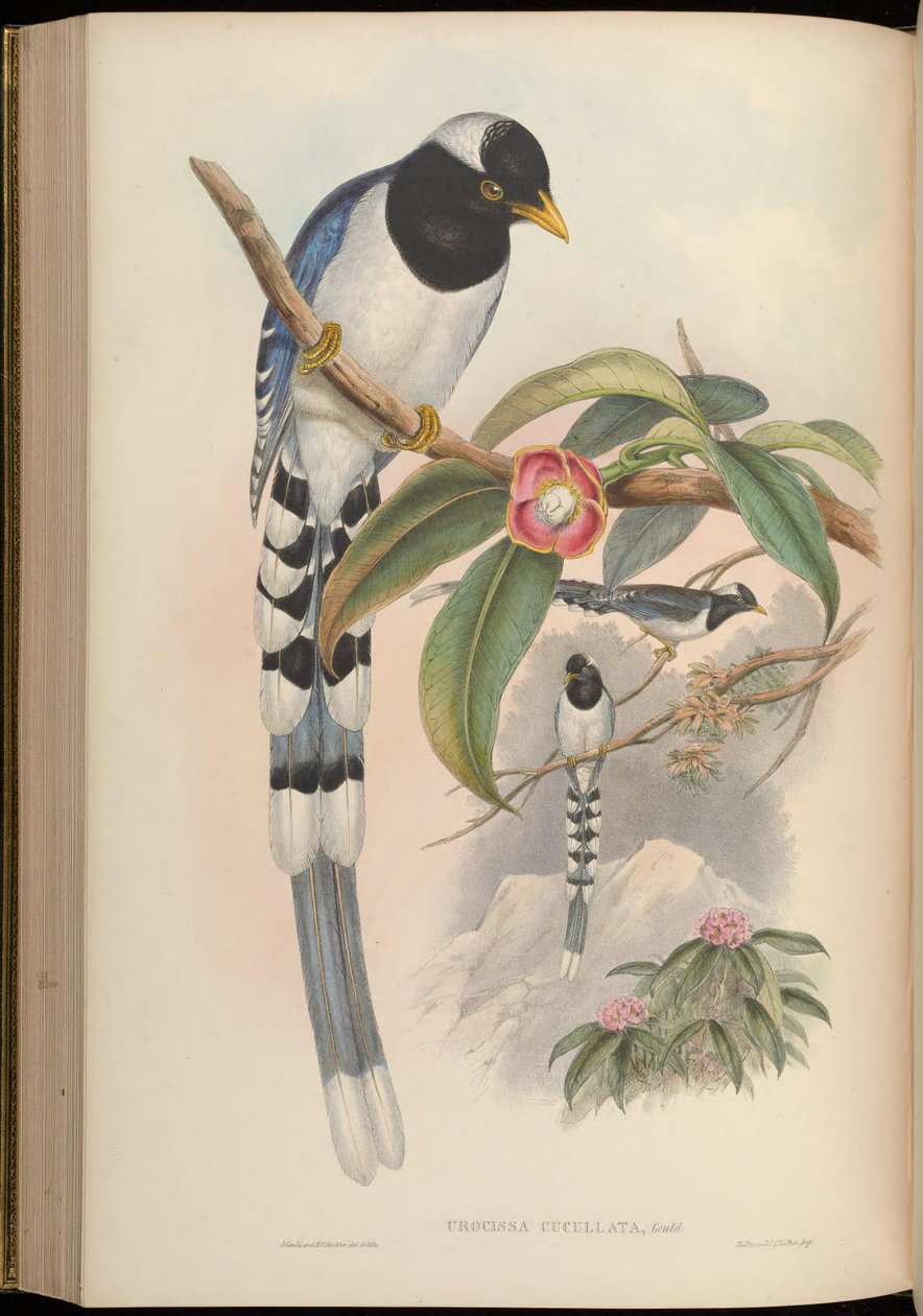 Urocissa cucullata = Urocissa flavirostris cucullata av John Gould