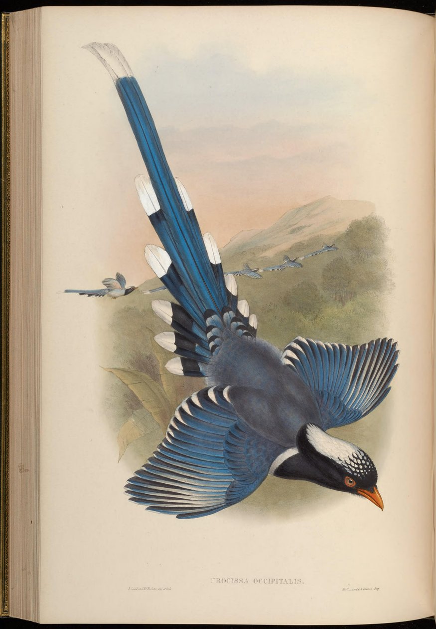 Urocissa occipitalis = Urocissa erythroryncha occipitalis av John Gould