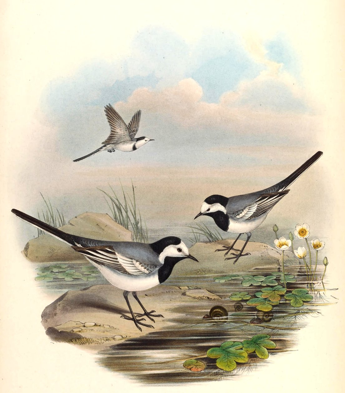 Hvit Halehale (Pied Wagtail) Motacilla alba Linnaeus av John Gould